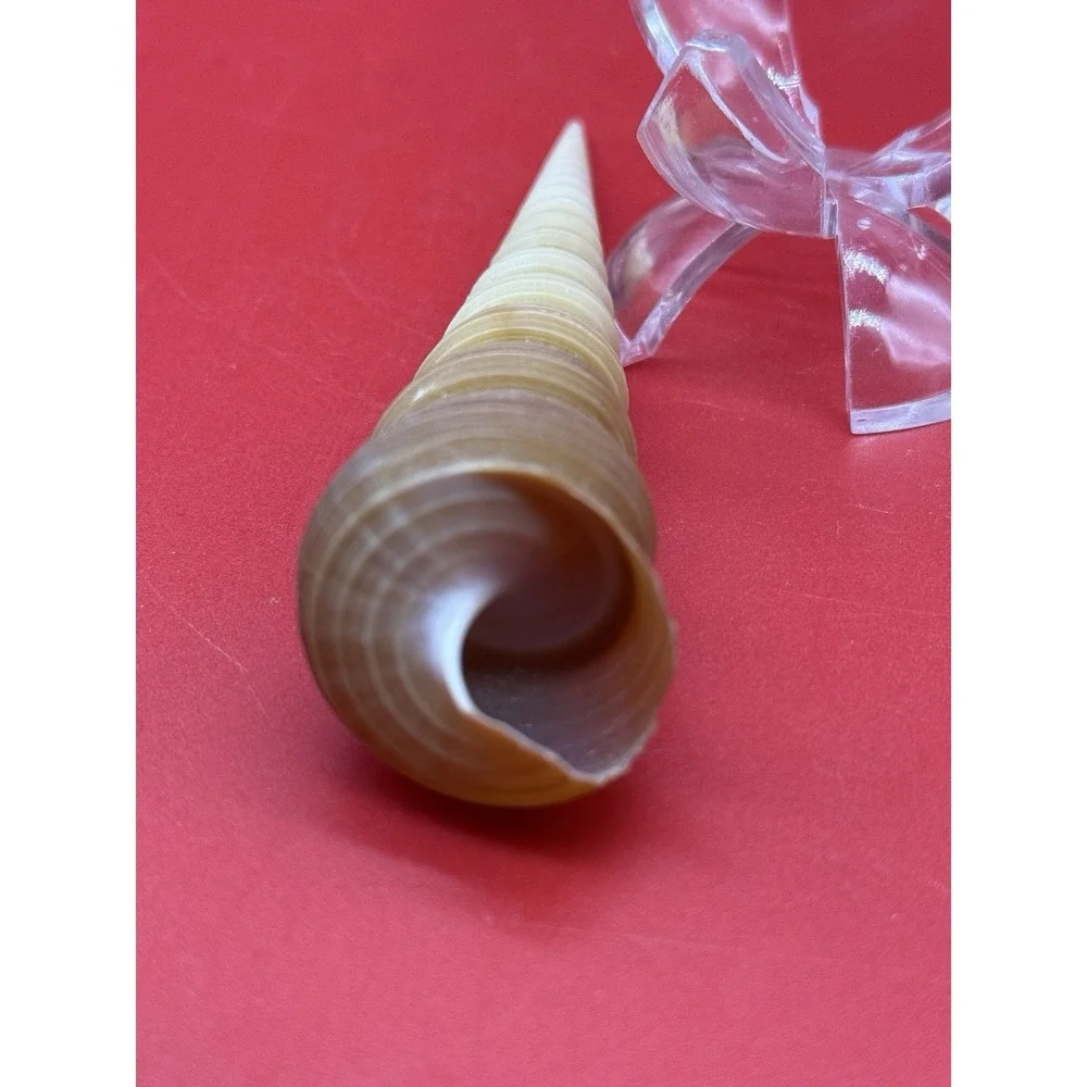 TURRITELLA TEREBRA 4.5